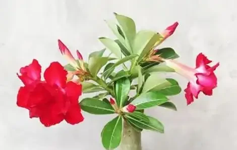 沙漠玫瑰黃葉掉葉怎麼回事？