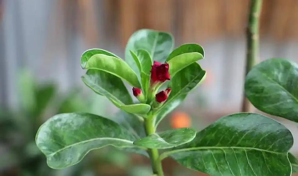 沙漠玫瑰黃葉掉葉怎麼回事？