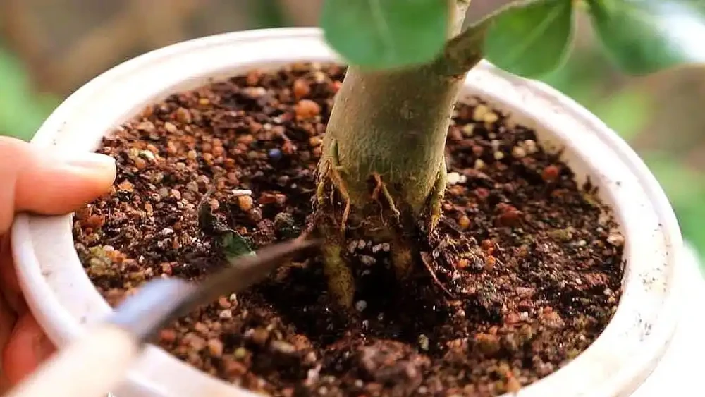 沙漠玫瑰黃葉掉葉怎麼回事？