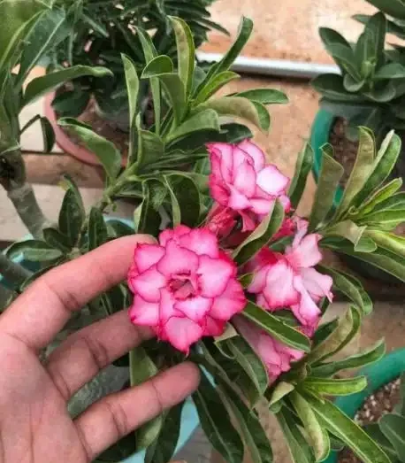 沙漠玫瑰黃葉掉葉怎麼回事？