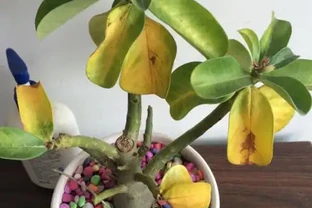 沙漠玫瑰黃葉掉葉怎麼回事？