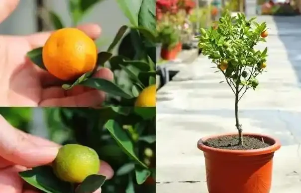 金棗樹葉子發黃是什麼原因?這幾方面改善,掛果持久,增加觀賞性