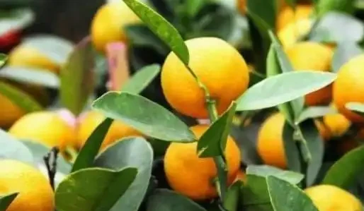 金棗樹葉子發黃是什麼原因?這幾方面改善,掛果持久,增加觀賞性