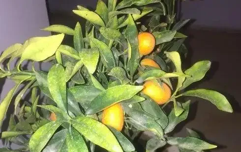 金棗樹葉子發黃是什麼原因?這幾方面改善,掛果持久,增加觀賞性