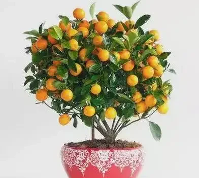 金棗樹葉子發黃是什麼原因?這幾方面改善,掛果持久,增加觀賞性