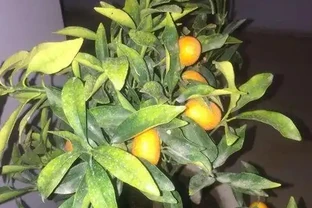 金棗樹葉子發黃是什麼原因？這幾方面改善，掛果持久，增加觀賞性