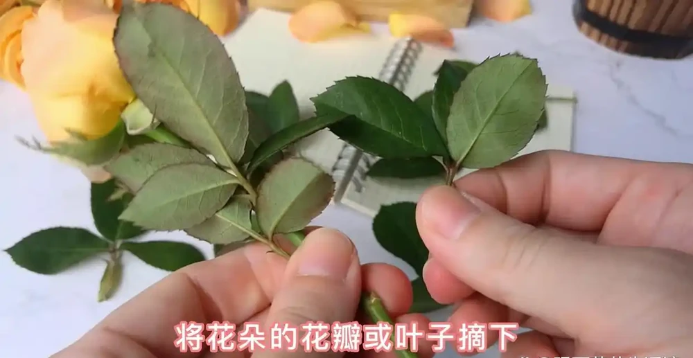 3種簡單方案讓枯萎的鮮花,再次美極了