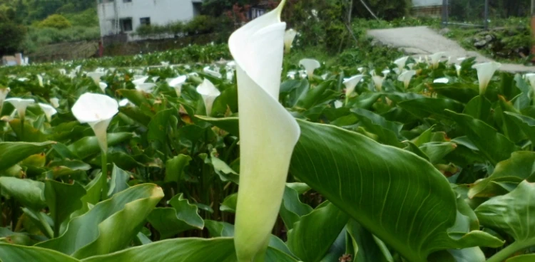 海芋養在室內有毒嗎