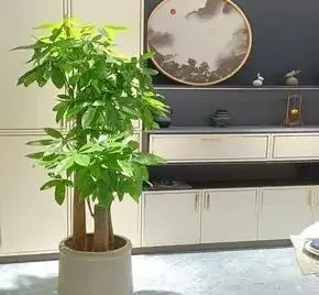 耐陰的客廳大型綠植,推薦十個品種