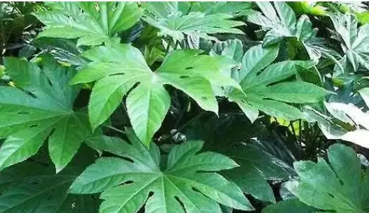 耐陰的客廳大型綠植,推薦十個品種