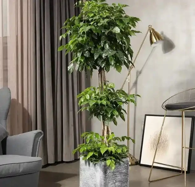 耐陰的客廳大型綠植,推薦十個品種