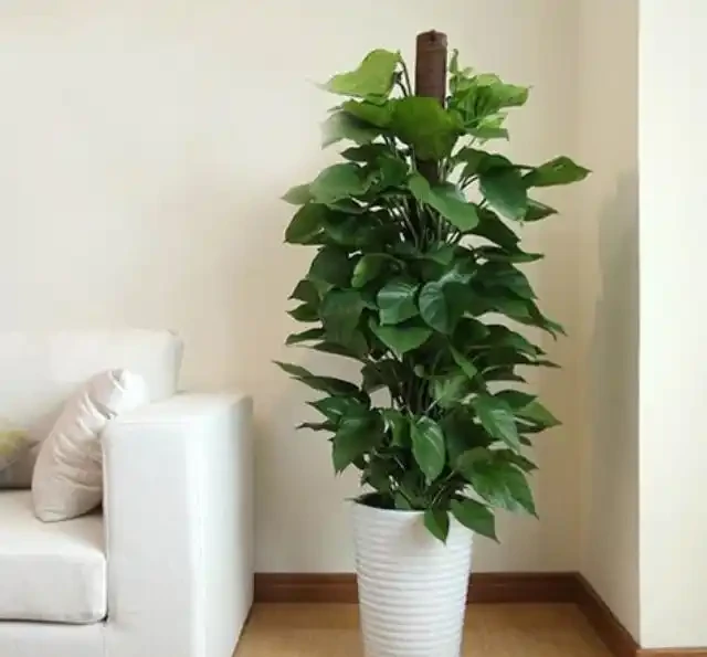 耐陰的客廳大型綠植,推薦十個品種
