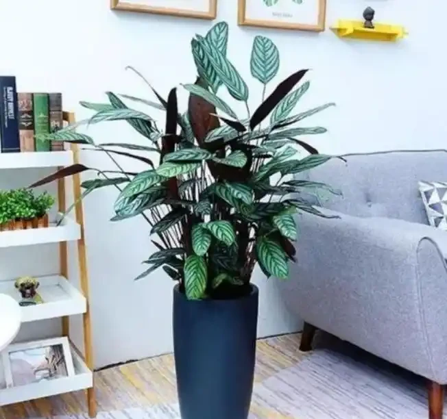 耐陰的客廳大型綠植,推薦十個品種