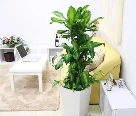 耐陰的客廳大型綠植,推薦十個品種