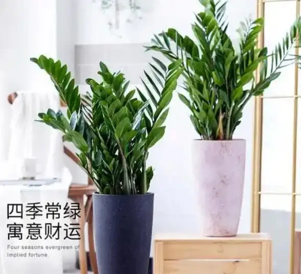 耐陰的客廳大型綠植,推薦十個品種