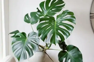 耐陰的客廳大型綠植，推薦十個品種