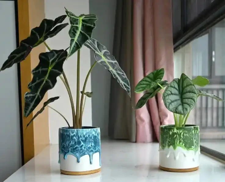 海芋養在室內有毒嗎