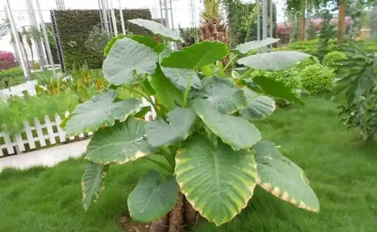 海芋養在室內有毒嗎