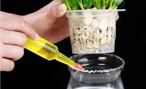 水耕植物葉子發黃怎麼辦?