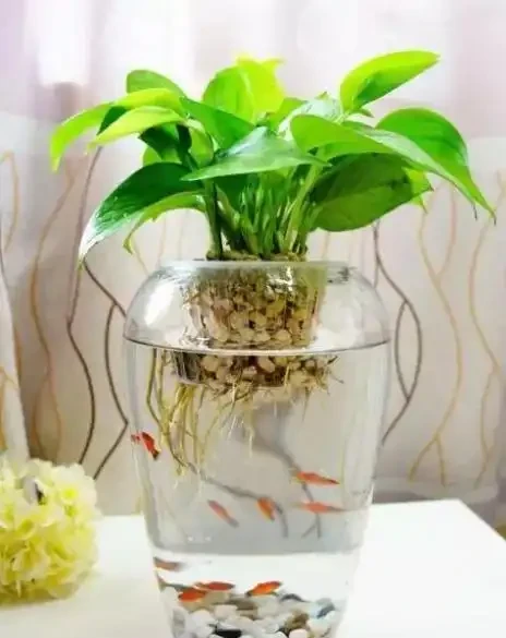 水耕植物葉子發黃怎麼辦?