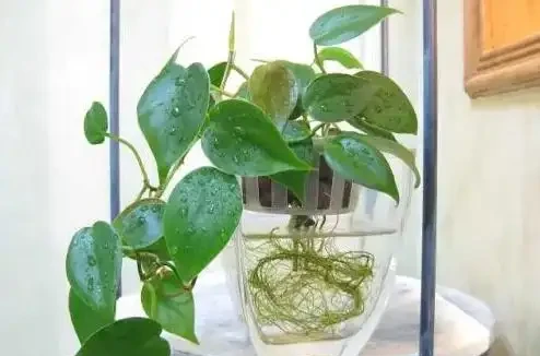 水耕植物葉子發黃怎麼辦?