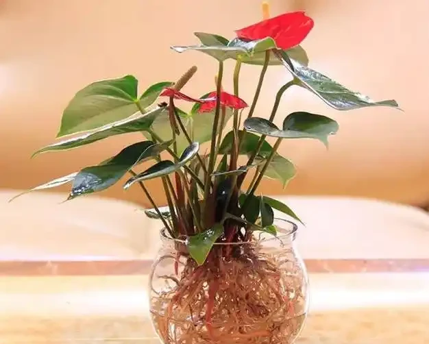 水耕植物葉子發黃怎麼辦?