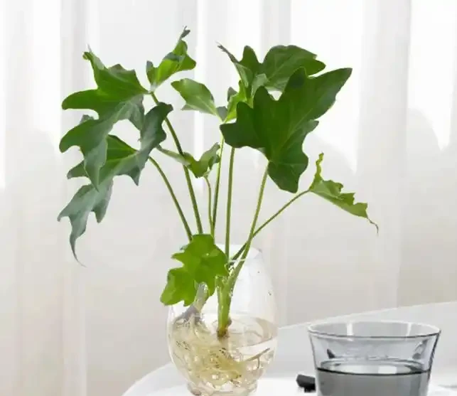 水耕植物葉子發黃怎麼辦?