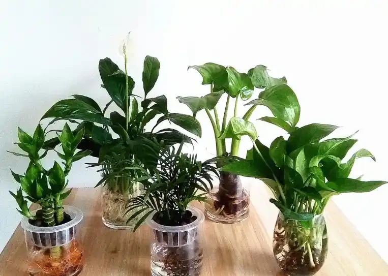 水耕植物葉子發黃怎麼辦?