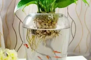 水耕植物葉子發黃怎麼辦？