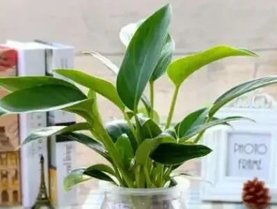 金鑽可以水耕嗎？