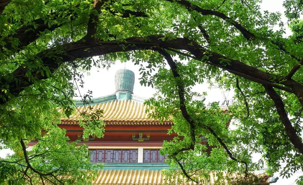 門前樹,別亂種!這5種,有「遠景」,現在栽,子孫後代都受益