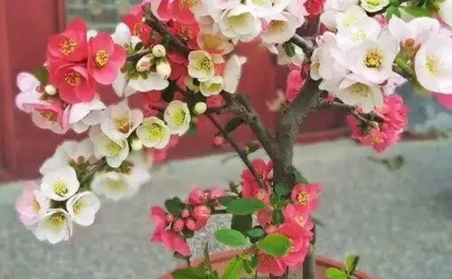 門前樹,別亂種!這5種,有「遠景」,現在栽,子孫後代都受益