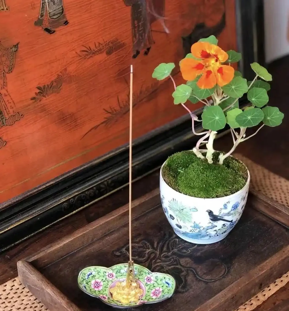 不平凡的旱金蓮