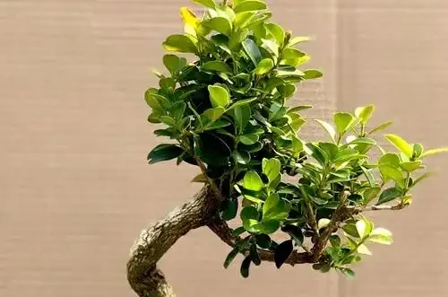 門前樹,別亂種!這5種,有「遠景」,現在栽,子孫後代都受益