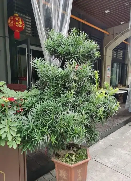門前樹,別亂種!這5種,有「遠景」,現在栽,子孫後代都受益
