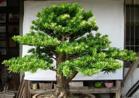 門前樹，別亂種！這5種，有「遠景」，現在栽，子孫後代都受益