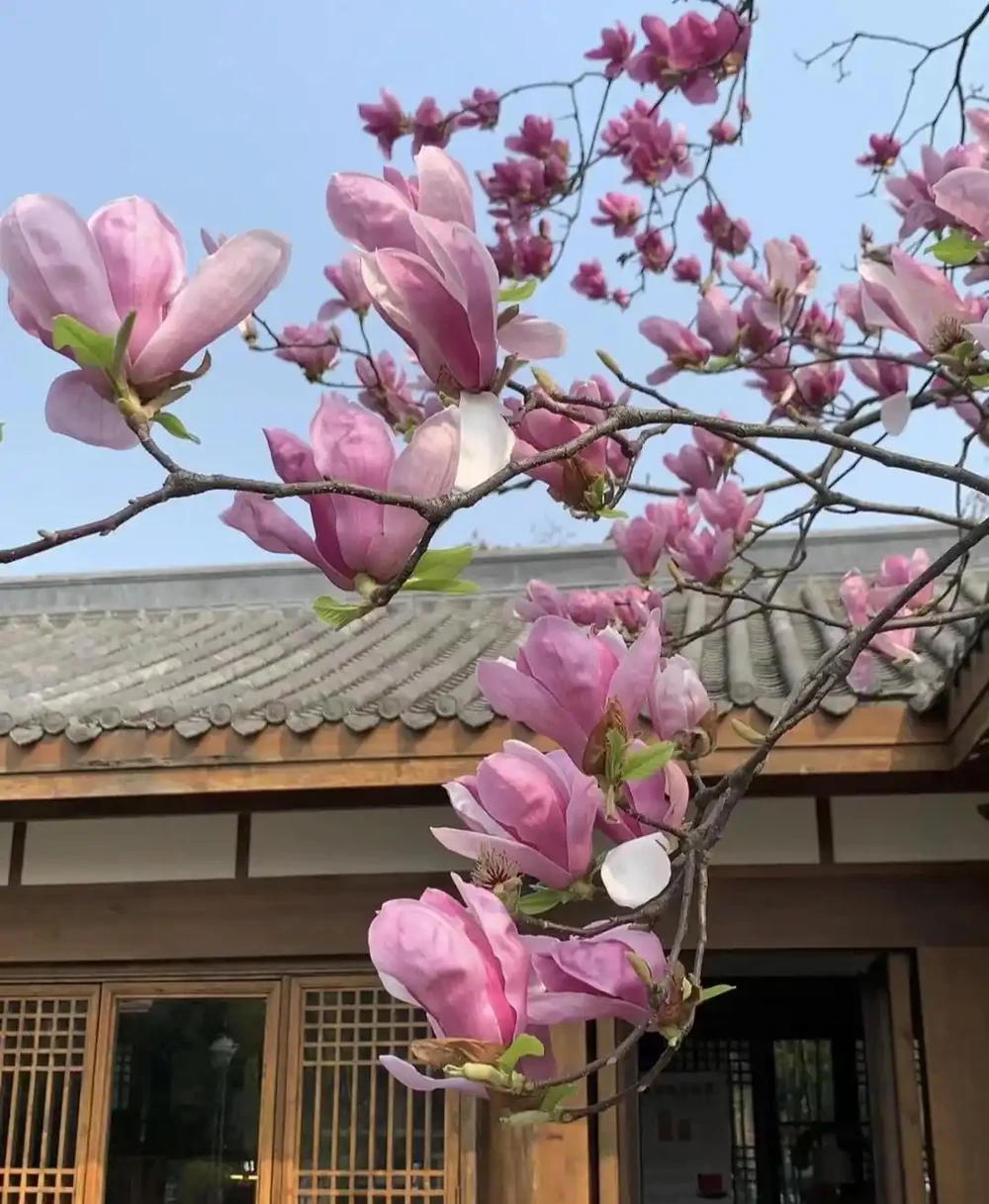 門前樹,別亂種!這5種,有「遠景」,現在栽,子孫後代都受益