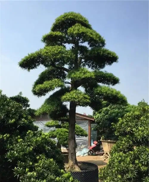 門前樹,別亂種!這5種,有「遠景」,現在栽,子孫後代都受益