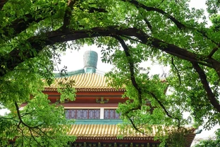 門前樹，別亂種！這5種，有「遠景」，現在栽，子孫後代都受益