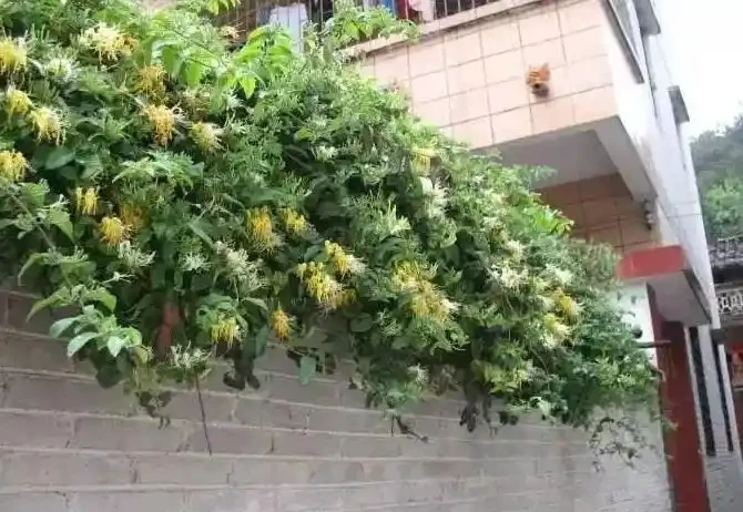 園林常用植物品種都有哪些?