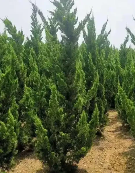 園林常用植物品種都有哪些?