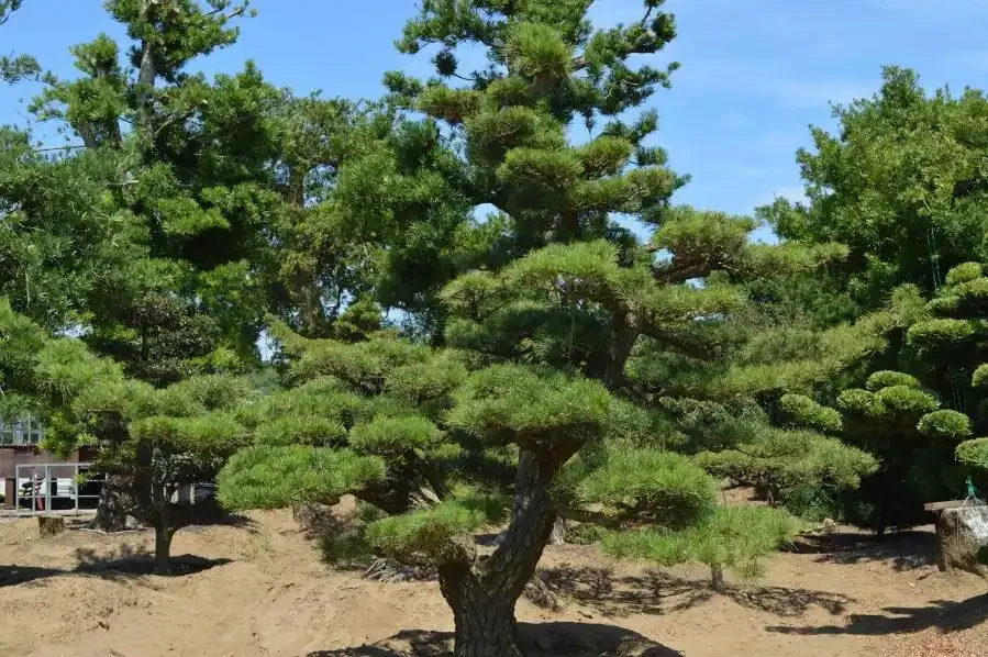 園林常用植物品種都有哪些?