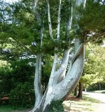 園林常用植物品種都有哪些?