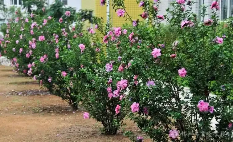 園林常用植物品種都有哪些?