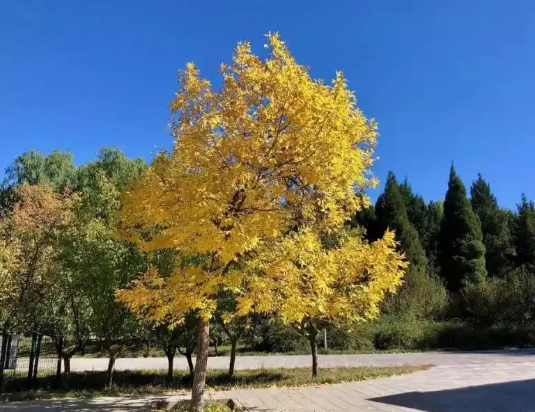 園林常用植物品種都有哪些?