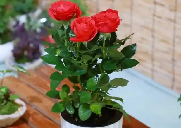 玫瑰花插在土裡能種活嗎