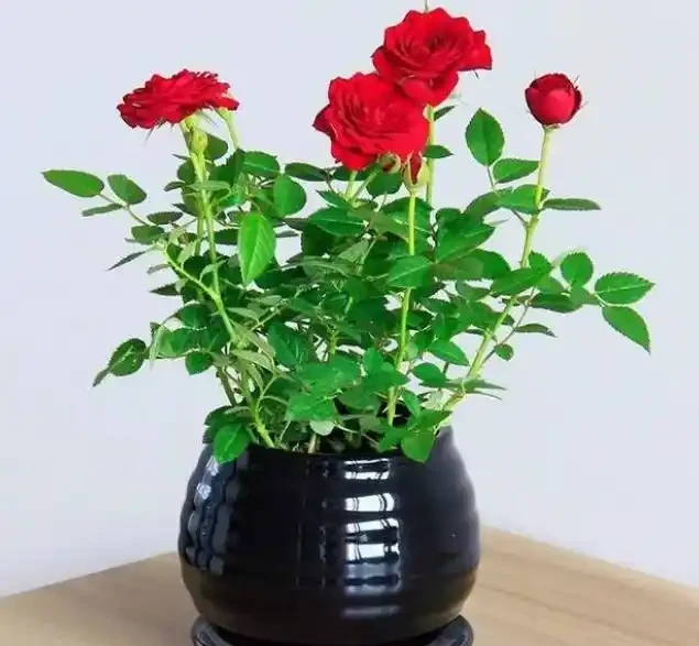 玫瑰花插在土裡能種活嗎
