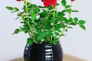 玫瑰花插在土裡能種活嗎