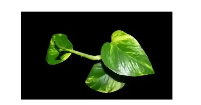黃金葛葉子黃了和甲醛有關係嗎?