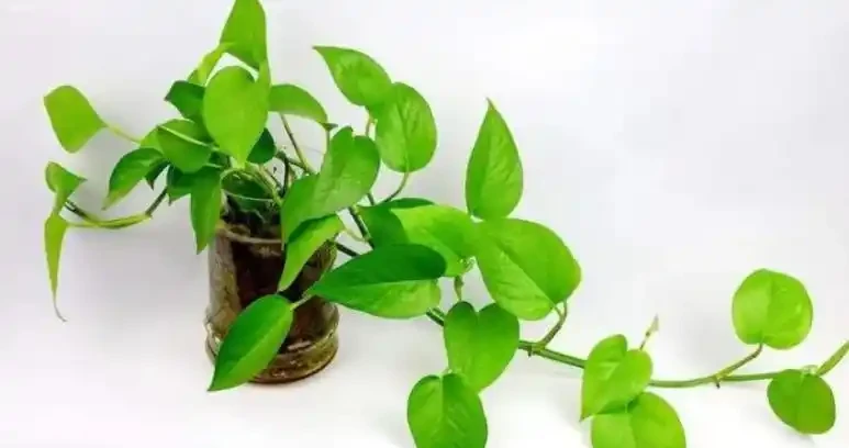 黃金葛葉子黃了和甲醛有關係嗎?
